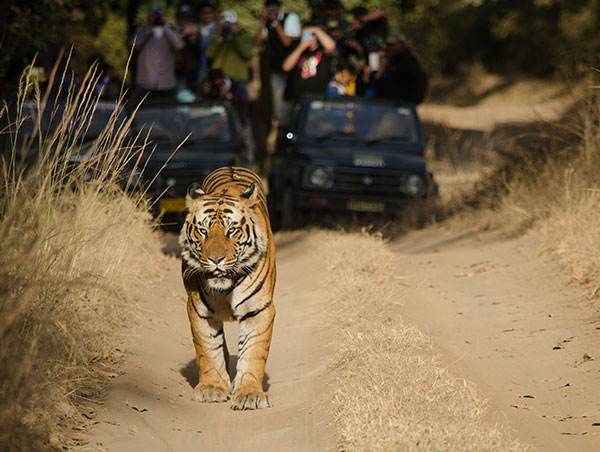 Tigers Trail 7.jpg