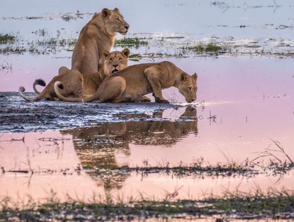 Chobe Game Lodge, Botswana chobe game lodge 3.jpg