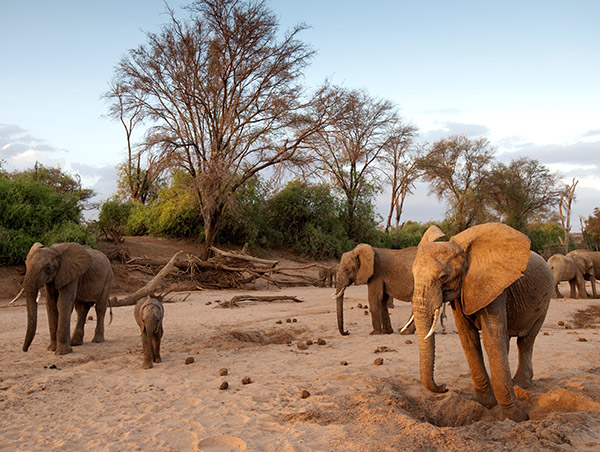 Kenya elephant.jpg