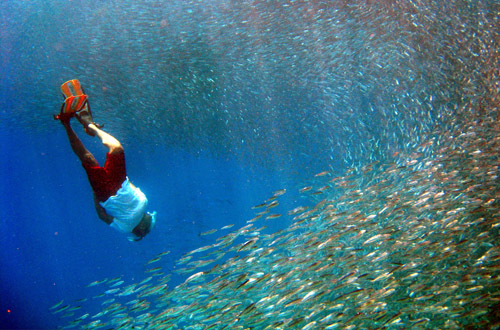 Indian Ocean indian-ocean-diving_ds35_2.jpg