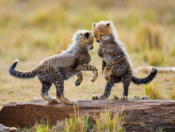 Kenya kenya3.jpg