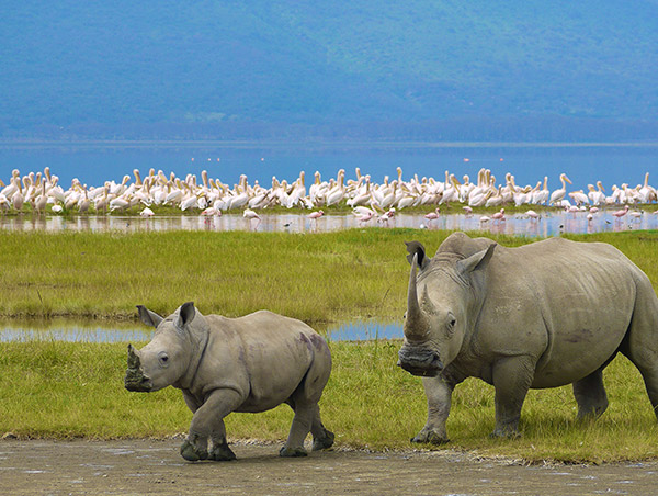 Kenya rhino.jpg