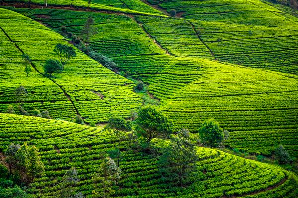 Sri Lanka Group Tours tea-plantationCustom_ds646_6.jpg