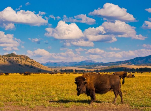 The Great American Crossing yellowstone_np_bison.jpg